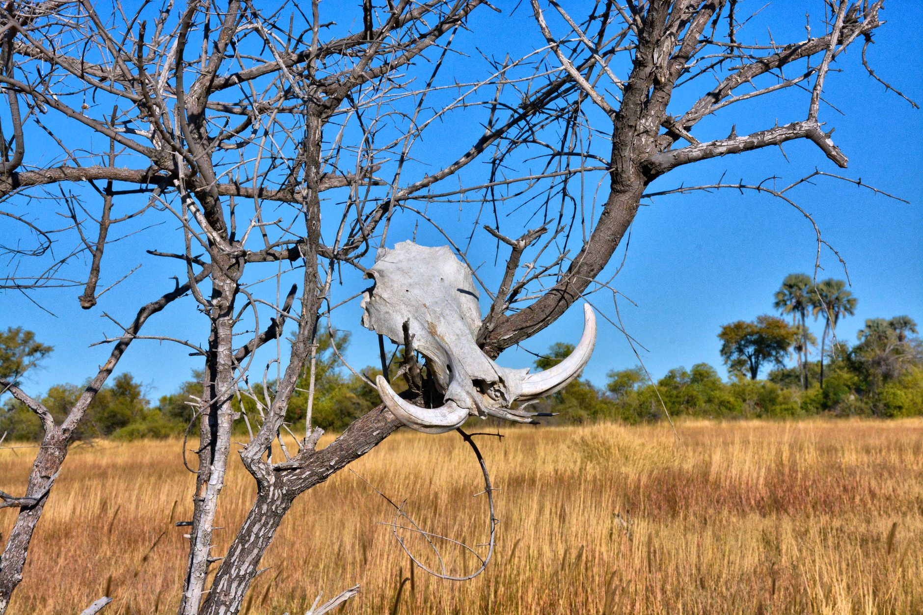 Botswana