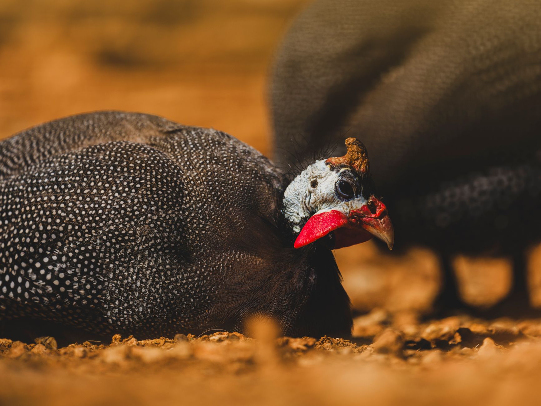 Guinea